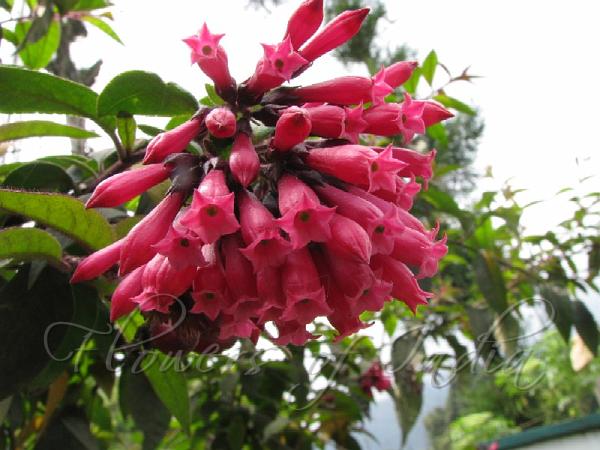 Elegant Cestrum