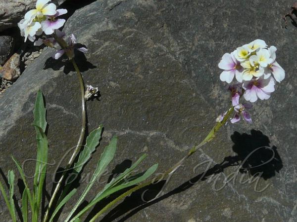 Elegant Musk-Mustard