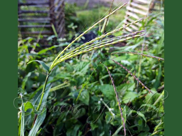 Elegant Rat-Tail Grass