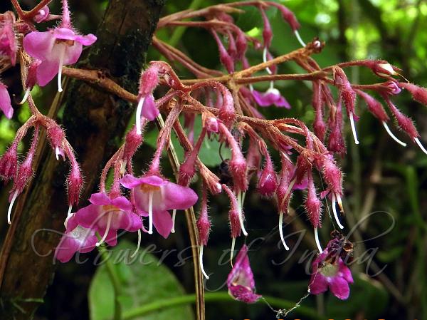 Elliptic Rhynchotechum