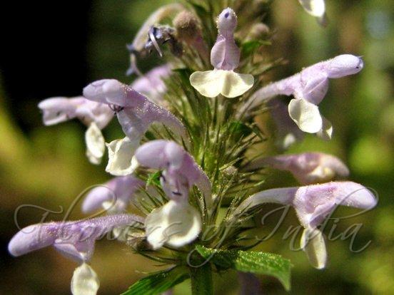 Elliptic-Leaved Catmint