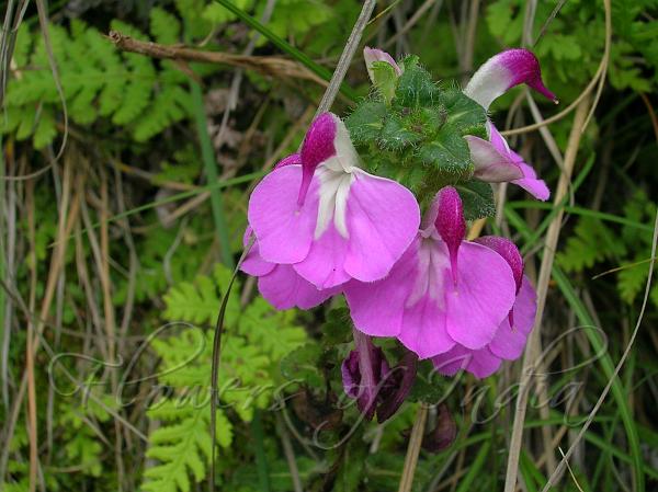 Entire Leaf Lousewort
