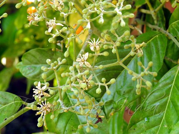 Entire-Leaf Lime Berry