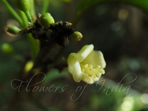 Entire-Leaf Paracroton