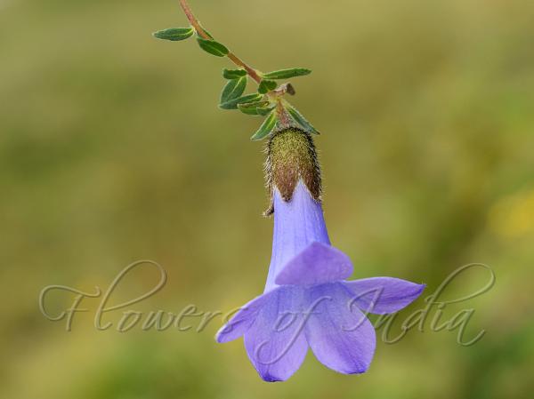 Entire-Leaf Trailing Bellflower
