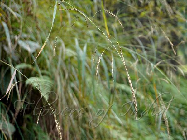 Equal-Glume Smilograss