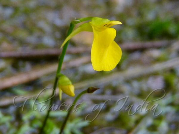 Erect Bladderwort
