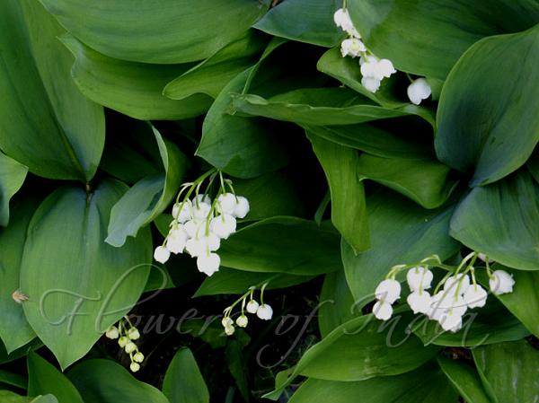 European Lily of the Valley