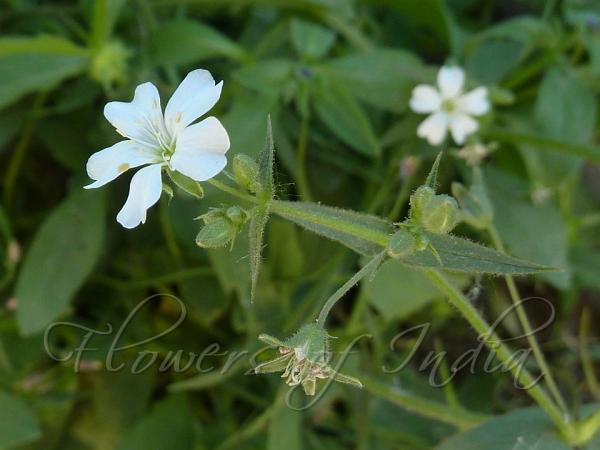 False Jagged-Chickweed