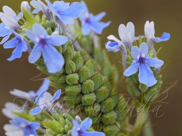 Feather Leaved Lavender