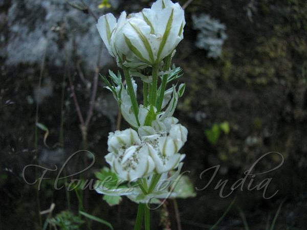 Feather-Leaf Paper Cup Flower