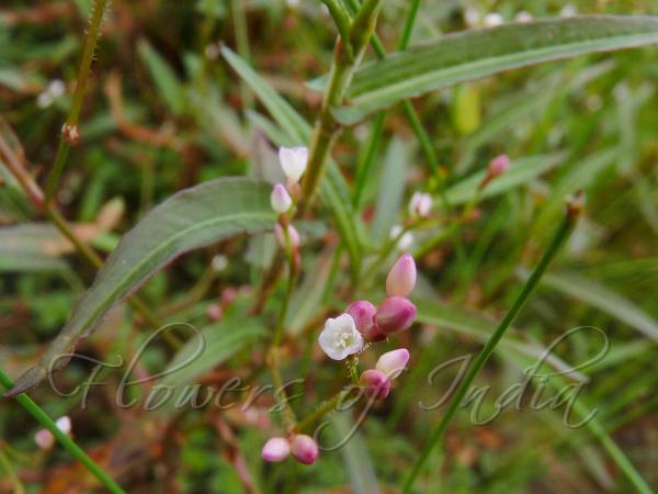 Few-Flowered Knotweed