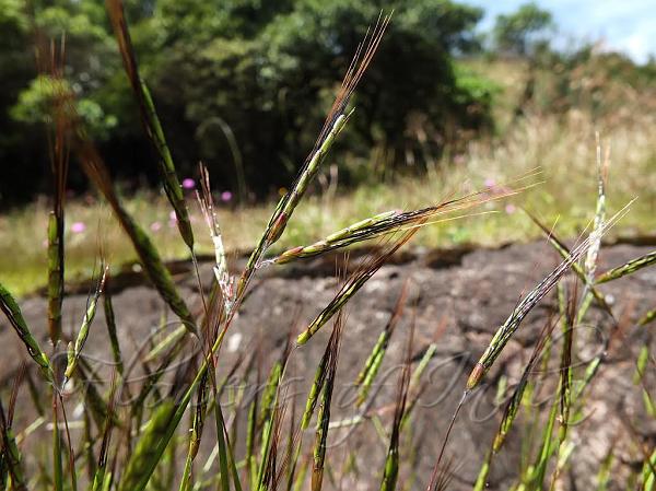 Few-Flowered Sheda Grass