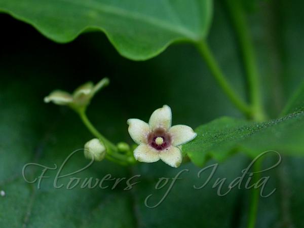 Few-Flowered Swallow-Wort