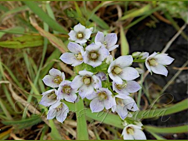Few-Flowered Swertia