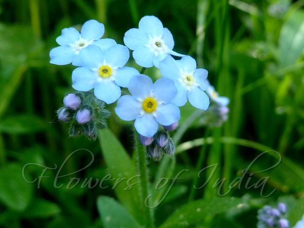 Field Forget-Me-Not