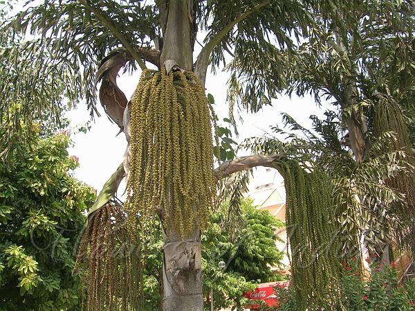 Caryota urens Seeds Palm Tree Seed Fishtail Palm Wart Fishtail Palm Thai Jaggery