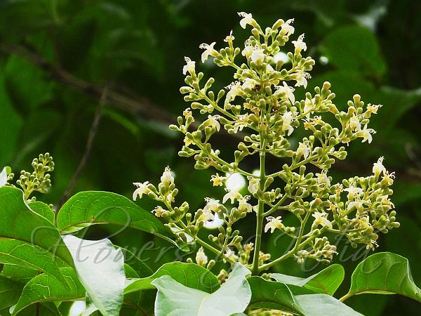 Five-Leaf Chaste Tree