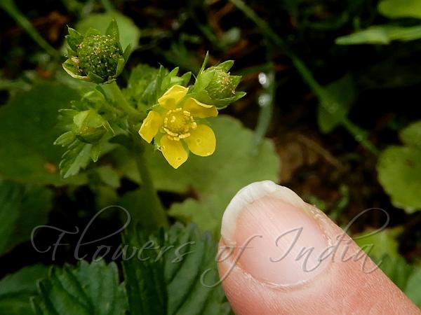 Five-Leaf Cinquefoil