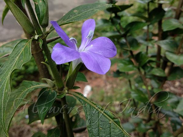 Five-Stamen Bush-Violet