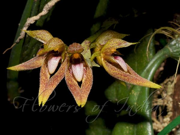 Fleshy-Leaf Bulb-Leaf Orchid