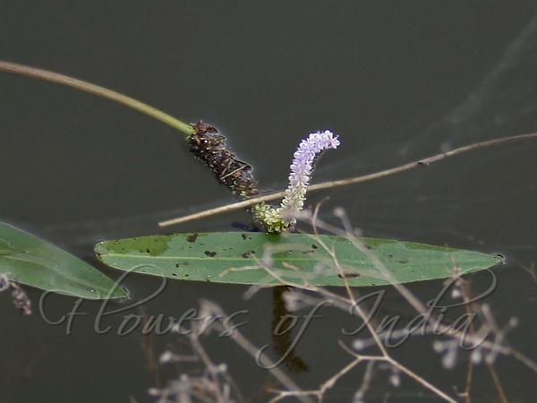 Floating Lace Plant