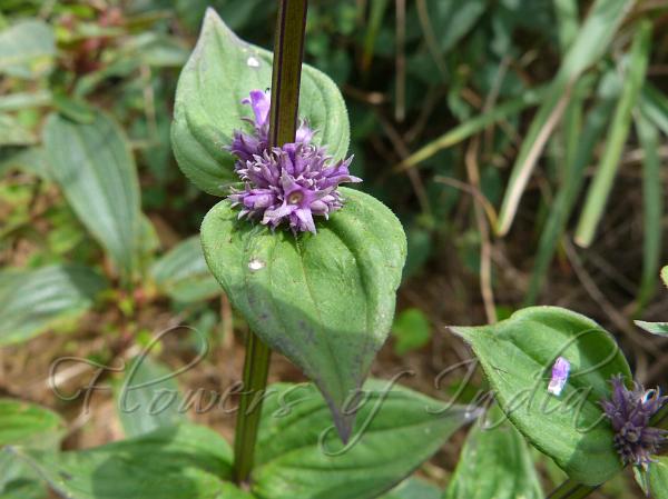Flower-Head Hedyotis