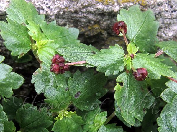 Flowerhead Clearweed