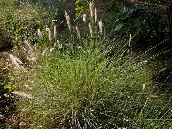 Fountain Grass