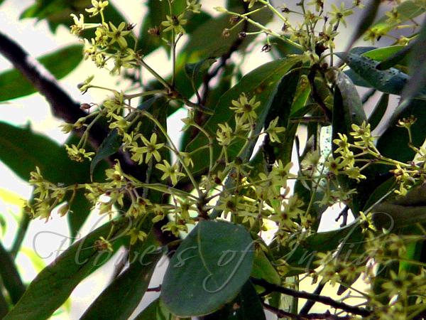 Fragrant Bay Tree