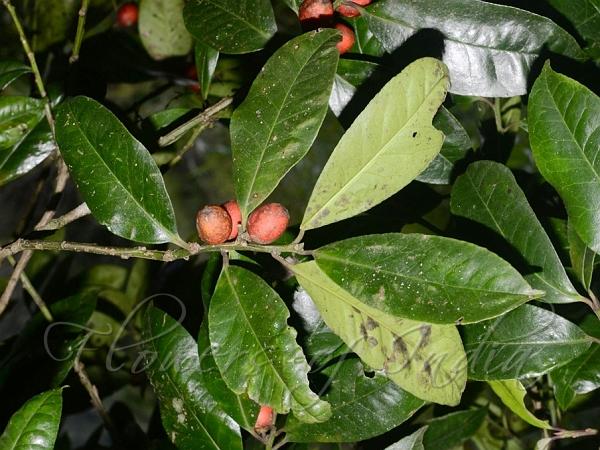 Fragrant Himalayan Holly