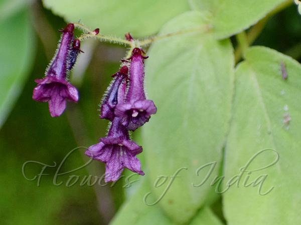 Fragrant Stone Flower