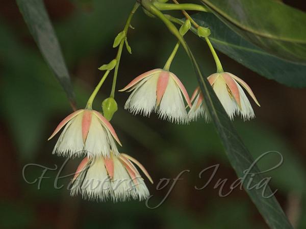 Fringed Bell Tree