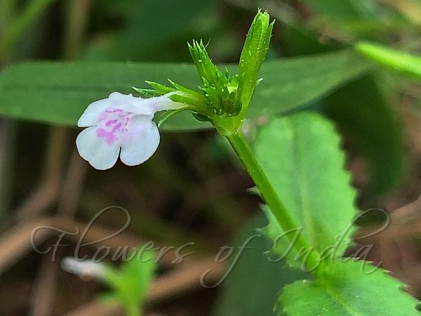 Fringed Bog-Herb