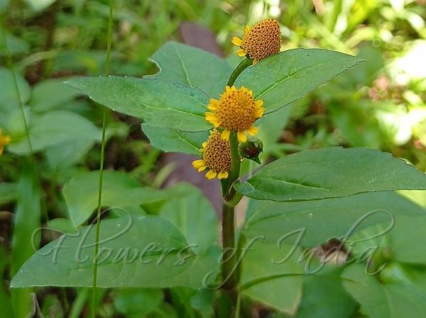 Fringed Pod Toothache Plant