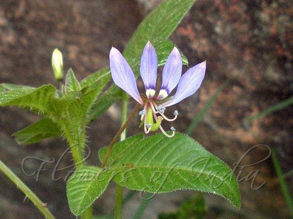 Fringed Spider Flower