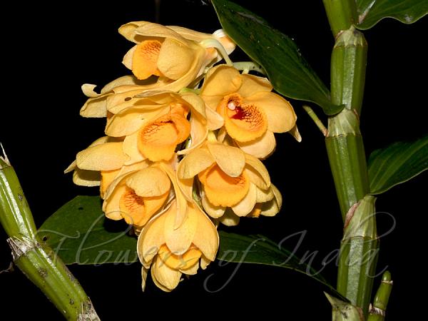 Furrowed-Lip Dendrobium