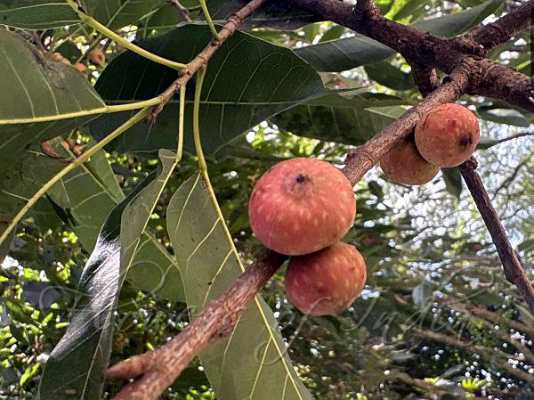 Futkal Fig