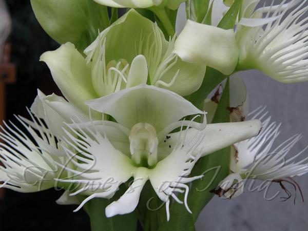 Giant Egret Flower
