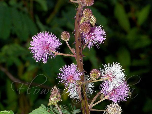 Giant Sensitive Plant