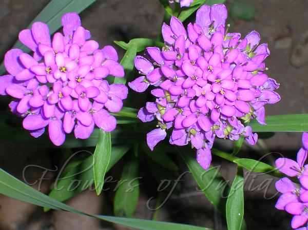 Globe Candytuft