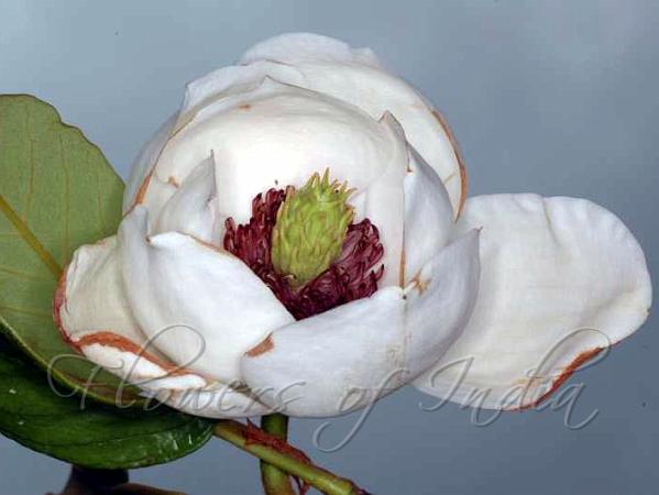 Globe Magnolia