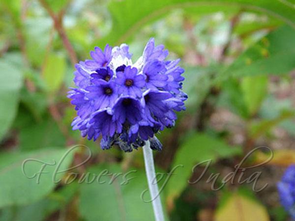 Globe Primrose