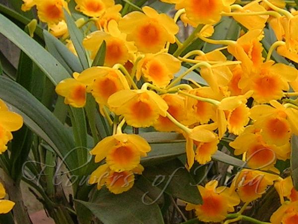 Golden Arch Dendrobium