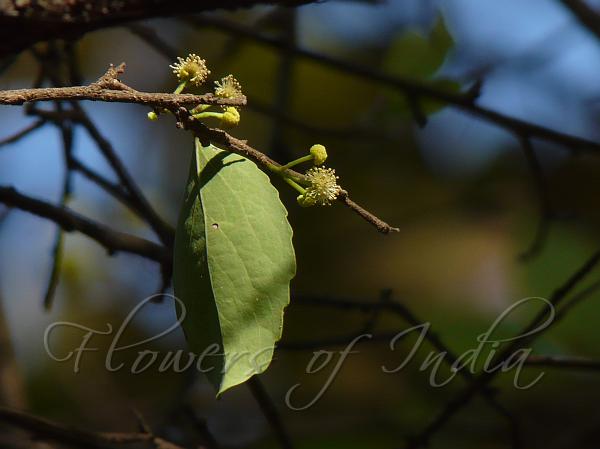 Governor's Plum