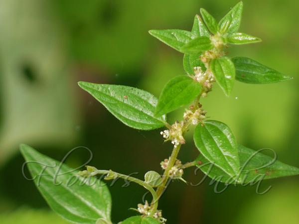 Graceful Pouzolz's Bush