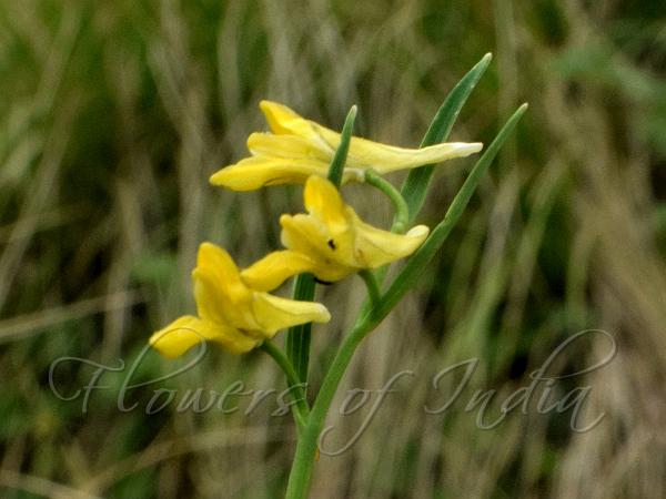 Grass-Leaved Corydalis