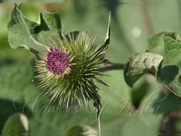 Greater Burdock