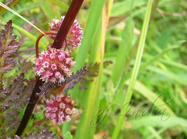 Greater Dodder