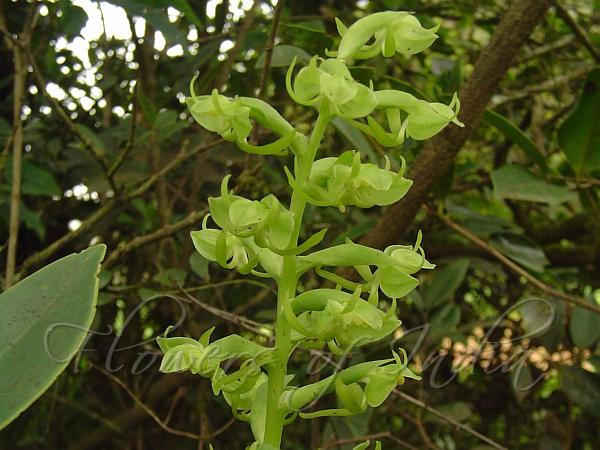 Green Habenaria
